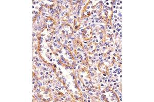 Paraformaldehyde-fixed, paraffin embedded human spleen tissue, Antigen retrieval by boiling in sodium citrate buffer (pH6.
