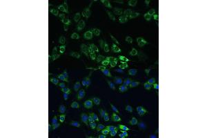 Immunofluorescence analysis of C6 cells using USP46 Polyclonal Antibody (ABIN7271165) at dilution of 1:100 (40x lens). (USP46 anticorps)