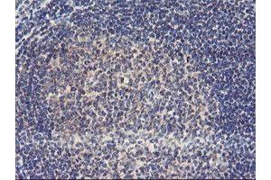 Image no. 1 for anti-Ubiquitin Specific Peptidase 10 (USP10) antibody (ABIN1501689) (USP10 anticorps)