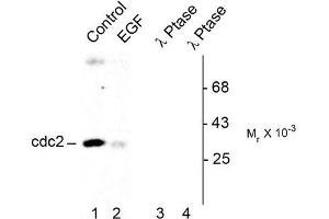 Image no. 1 for anti-Cyclin-Dependent Kinase 1 (CDK1) (pTyr15) antibody (ABIN372596) (CDK1 anticorps  (pTyr15))