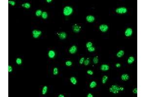 Immunofluorescence (IF) image for anti-serpin Peptidase Inhibitor, Clade B (Ovalbumin), Member 6 (SERPINB6) antibody (ABIN1500892)