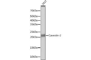 Western blot analysis of extracts of 293T cells, using Caveolin-2 Rabbit mAb (ABIN7266155) at 1:1000 dilution.