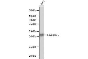Western blot analysis of extracts of 293T cells, using Caveolin-2 Rabbit mAb (ABIN7266155) at 1:1000 dilution. (Caveolin 2 anticorps)