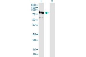 Western Blot analysis of RNF220 expression in transfected 293T cell line by RNF220 MaxPab polyclonal antibody.
