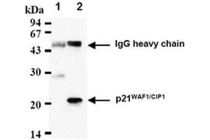 Western Blotting (WB) image for anti-Cyclin-Dependent Kinase Inhibitor 1A (p21, Cip1) (CDKN1A) antibody (ABIN487485) (p21 anticorps)