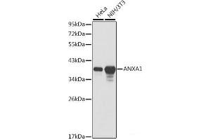 Western blot analysis of extracts of various cell lines using ANXA1 Polyclonal Antibody. (Annexin a1 anticorps)