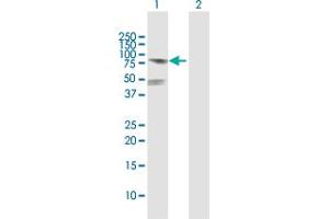 Western Blot analysis of POLA2 expression in transfected 293T cell line by POLA2 MaxPab polyclonal antibody. (POLA2 anticorps  (AA 1-598))