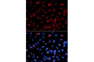 Immunofluorescence analysis of U2OS cells using SRSF1 antibody. (SRSF1 anticorps)