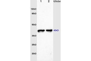 L1 and L2 rat skeletal muscle lysates probed: : Anti-F-Actin (ABIN731498) at 1:200 in 4 °C. (F-Actin anticorps  (AA 1-50))