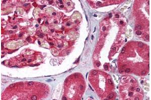 Human Kidney (formalin-fixed, paraffin-embedded) stained with GNB2L1 antibody ABIN214111 at 5 ug/ml followed by biotinylated goat anti-rabbit IgG secondary antibody ABIN481713, alkaline phosphatase-streptavidin and chromogen.