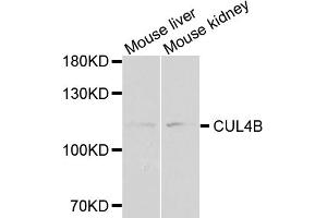 Western blot analysis of extracts of various cell lines, using CUL4B antibody (ABIN1876588) at 1:1000 dilution. (Cullin 4B anticorps)