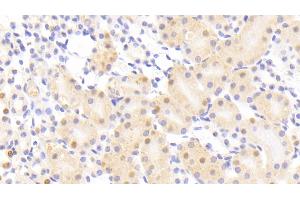 Detection of NUP88 in Mouse Kidney Tissue using Polyclonal Antibody to Nucleoporin 88 (NUP88) (NUP88 anticorps  (AA 57-296))