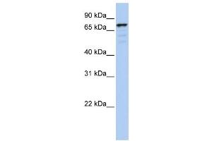 Western Blotting (WB) image for anti-Golgin A5 (GOLGA5) antibody (ABIN2459030) (GOLGA5 anticorps)