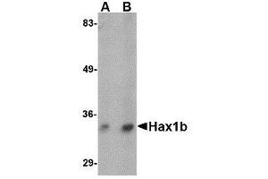 Western blot analysis of Hax1b in mouse brain tissue lysate with AP30393PU-N Hax1b antibody at (A) 1 and (B) 2 μg/ml. (HAX1 anticorps  (N-Term))