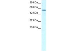 Western Blotting (WB) image for anti-Early B-Cell Factor 3 (EBF3) antibody (ABIN2460289)