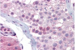 Immunohistochemistry with Testis tissue at an antibody concentration of 5µg/ml using anti-SYCP3 antibody (ARP58334_P050)