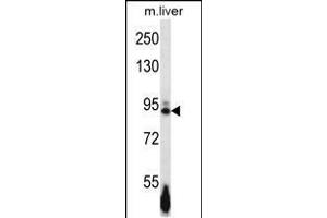 Western blot analysis in mouse liver tissue lysates (35ug/lane). (EPH Receptor B4 anticorps  (AA 360-389))