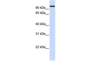 Image no. 1 for anti-Heat Shock 70kDa Protein 4 (HSPA4) (AA 684-733) antibody (ABIN6743405) (HSPA4 anticorps  (AA 684-733))