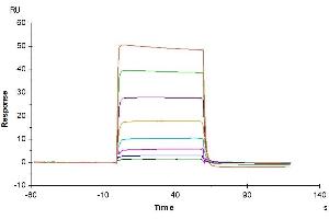 Human LIF R, His Tag immobilized on CM5 Chip can bind Human Oncostatin M, His Tag with an affinity constant of 0.
