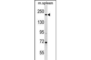 MYH7 Antibody (N-term) (ABIN1539139 and ABIN2849216) western blot analysis in mouse spleen tissue lysates (35 μg/lane). (MYH7 anticorps  (N-Term))