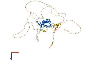 AlphaFold protein structure predicition of Mouse Recombinant Foxa1 Protein, UniprotID P35582