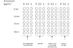 Example of how to seed cells for cell-based assay