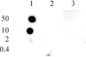 Histone H3 monomethyl Lys9 antibody (pAb) tested by dot blot analysis. (Histone 3 anticorps  (meLys9))