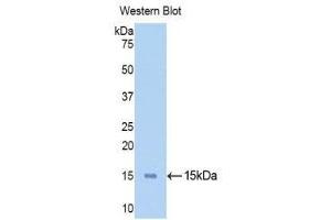 Western Blotting (WB) image for anti-Ribonuclease, RNase A Family, 1 (Pancreatic) (RNASE1) (AA 31-150) antibody (Biotin) (ABIN1172718) (RNASE1 anticorps  (AA 31-150) (Biotin))
