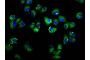Immunofluorescence staining of Hela cells with ABIN7143386 at 1:166, counter-stained with DAPI. (ADGRE2 anticorps  (AA 151-323))
