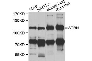 Western blot analysis of extracts of various cell lines, using STRN antibody (ABIN5975752) at 1/1000 dilution. (Striatin anticorps)