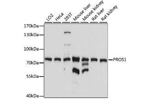 Western blot analysis of extracts of various cell lines, using PROS1 antibody. (PROS1 anticorps  (AA 405-676))