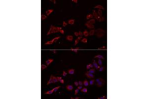 Immunofluorescence analysis of U2OS cells using NRBF2 antibody. (NRBF2 anticorps  (AA 10-220))
