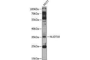 Western blot analysis of extracts of MCF-7 cells, using NUDT18 antibody (ABIN6132820, ABIN6144934, ABIN6144935 and ABIN6224604) at 1:1000 dilution. (NUDT18 anticorps  (AA 1-323))