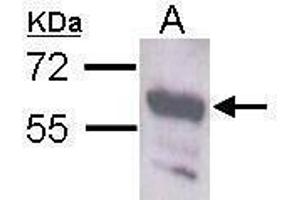 WB Image Sample (30 ug of whole cell lysate) A: Neuro2A antibody diluted at 1:1000 (STAU1/Staufen anticorps  (C-Term))