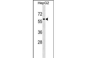 TFEB Antibody (Center) (ABIN1538221 and ABIN2850379) western blot analysis in HepG2 cell line lysates (35 μg/lane). (TFEB anticorps  (AA 271-300))