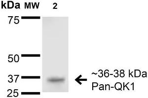 Western Blot analysis of Rat Brain Membrane showing detection of 36-38 kDa QKI (pan) protein using Mouse Anti-QKI (pan) Monoclonal Antibody, Clone S147-6 . (QKI anticorps  (AA 1-341))