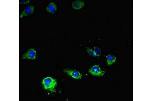 Immunofluorescent analysis of Hela cells using ABIN7169076 at dilution of 1:100 and Alexa Fluor 488-congugated AffiniPure Goat Anti-Rabbit IgG(H+L)