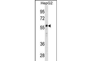 ZN Antibody (Center) (ABIN1882020 and ABIN2838409) western blot analysis in HepG2 cell line lysates (35 μg/lane). (ZNF276 anticorps  (AA 388-416))