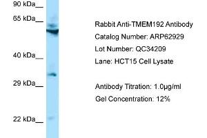 Western Blotting (WB) image for anti-Transmembrane Protein 192 (TMEM192) (N-Term) antibody (ABIN971890) (TMEM192 anticorps  (N-Term))