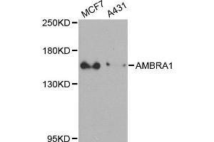 Western blot analysis of extracts of MCF7 and A431 cells, using FLJ20294 antibody. (AMBRA1 anticorps)