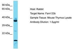 Image no. 1 for anti-Family with Sequence Similarity 133, Member B (FAM133B) (AA 101-150) antibody (ABIN6750343) (FAM133B anticorps  (AA 101-150))