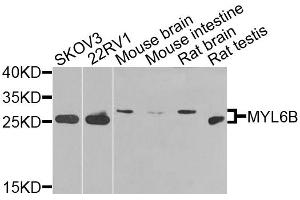 Western blot analysis of extracts of various cell lines, using MYL6B antibody. (MYL6B anticorps)