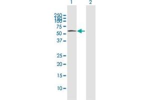 Western Blot analysis of PDIA3 expression in transfected 293T cell line by PDIA3 MaxPab polyclonal antibody.