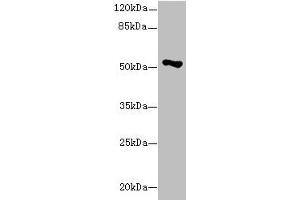 Western blot All lanes: EIF2S3 antibody at 1. (EIF2S3 anticorps  (AA 173-472))