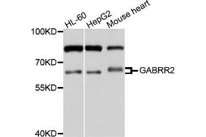 Western blot analysis of extracts of various cells, using GABRR2 antibody. (GABRR2 anticorps)