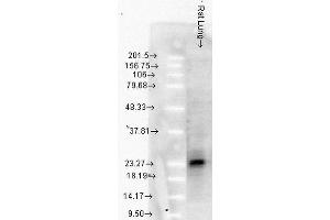 Western Blot analysis of Rat Lung tissue lysates showing detection of Hsp27 protein using Mouse Anti-Hsp27 Monoclonal Antibody, Clone 8A7 . (HSP27 anticorps  (Atto 488))
