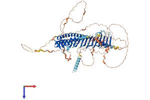 AlphaFold protein structure predicition of Human Recombinant JPH2 Protein, UniprotID Q9BR39