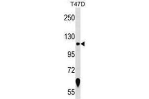 Western blot analysis in T47D cell line lysates (35 µg/lane) using ZNF217 Antibody (N-term) Cat. (ZNF217 anticorps  (N-Term))