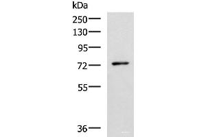 Western blot analysis of Mouse thymus tissue lysate using L3MBTL2 Polyclonal Antibody at dilution of 1:1000 (L3MBTL2 anticorps)