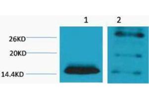 Western Blotting (WB) image for anti-Histone H2B (2meLys5) antibody (ABIN3181329) (Histone H2B anticorps  (2meLys5))